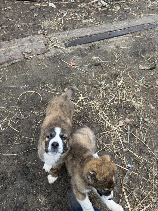 Продаю щенков алабая два месяца