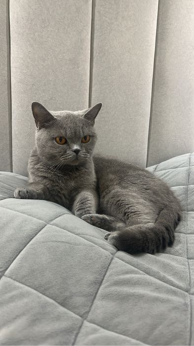 Отдам кошку в бесплатные руки
