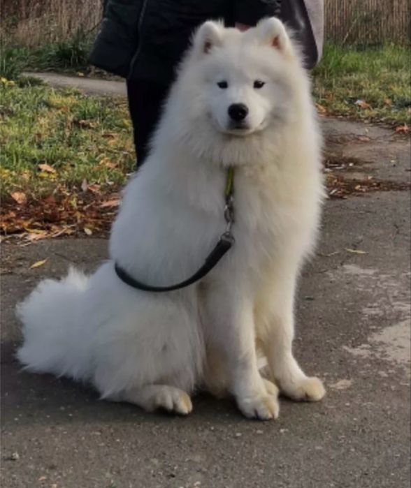 Вязка кобель самоед