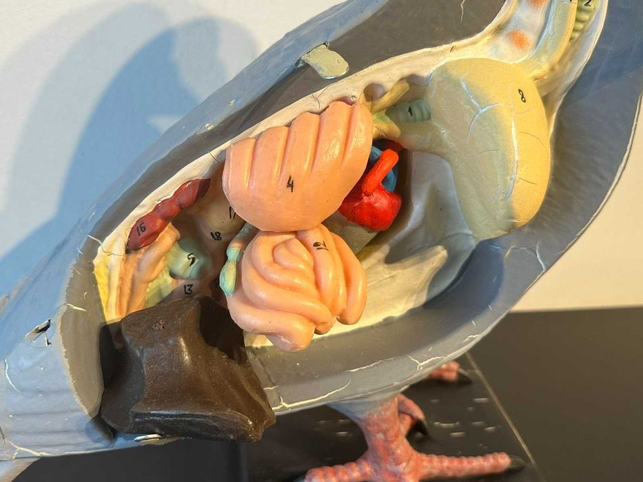 Соц Учебен Анатомичен Модел на Гълъб