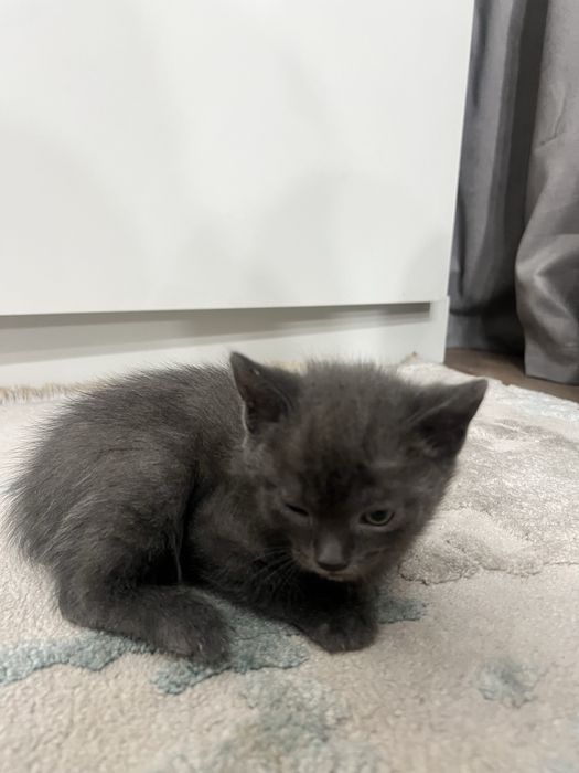 Отдам в хорошие руки