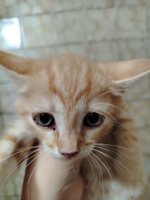Отдам рыжего котёнка