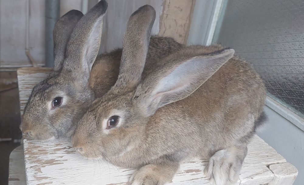 Фландр Ургочи Тошкент