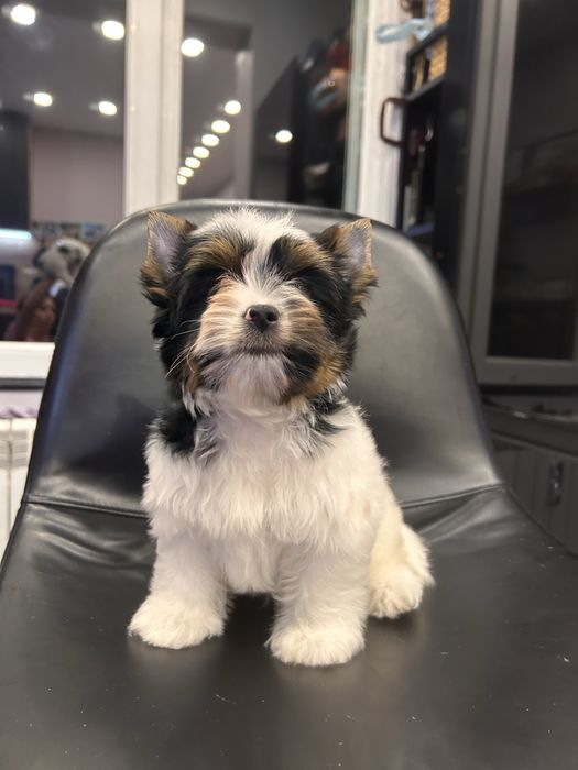 Biewer Yorkie/Бивър