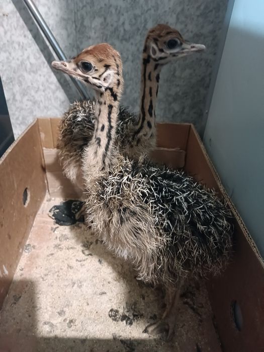 Страусёнок 1 месяц