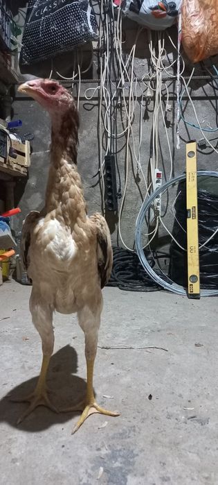 Дакан курочки кореянки,