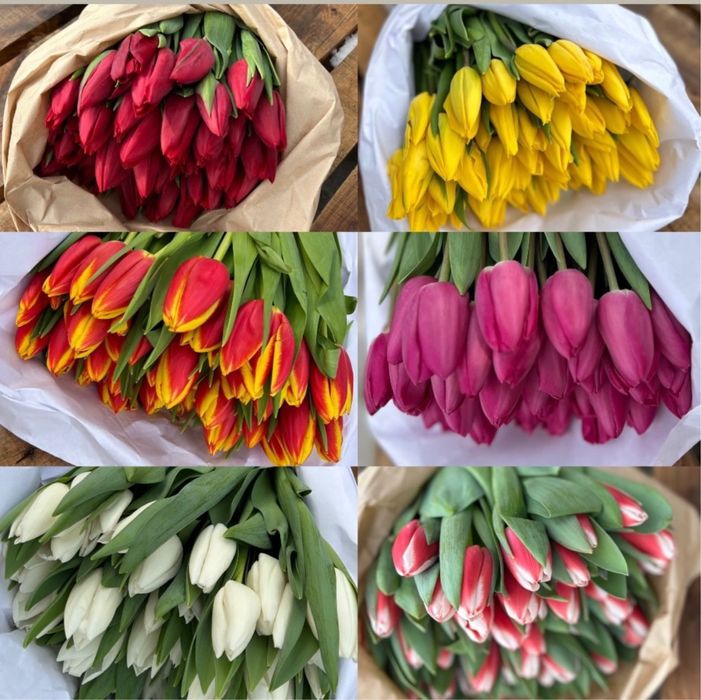 тюльпаны сорт «Белорусь» 850тг по предзаказу до 1 марта.