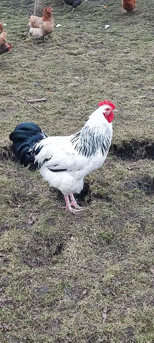 Cocoși Sussex din 2025