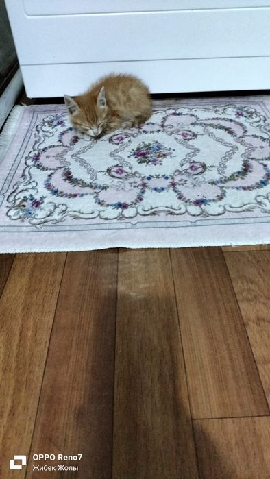 Подарю котенка красивого