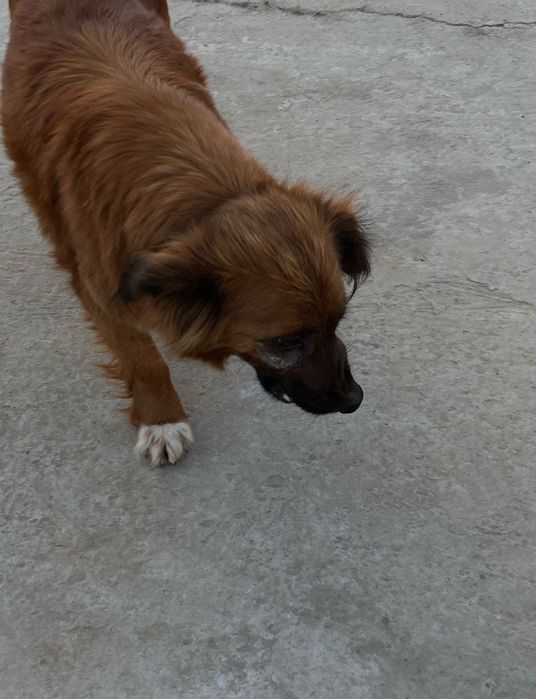 Отдам щенков в добрые руки