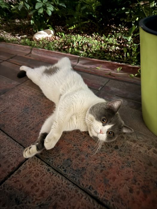 кошка со всеми документами,ей 1,5 года,зовут лаки,мы за нее хотим 200$