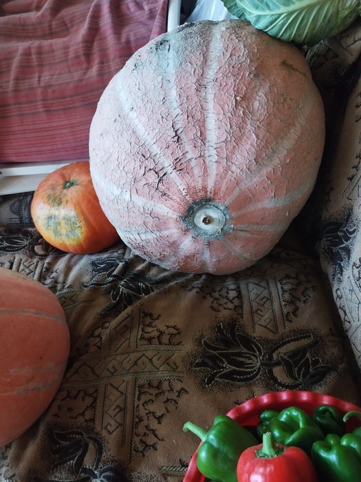 Продам тыкву кабачки