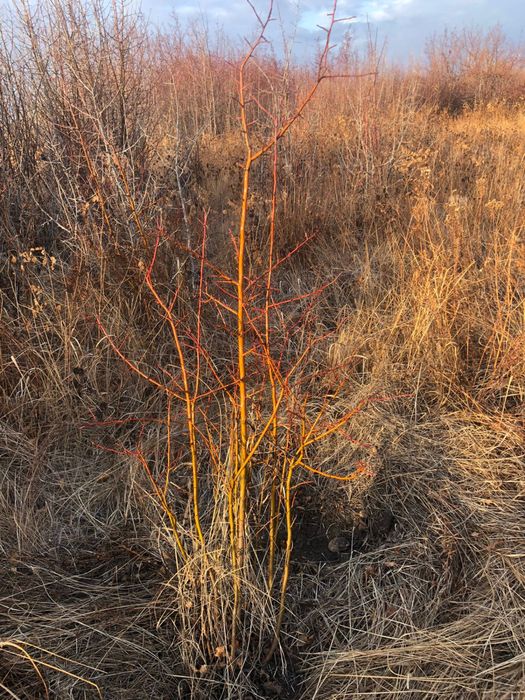 Тополь пирамидальный, сосны, ели