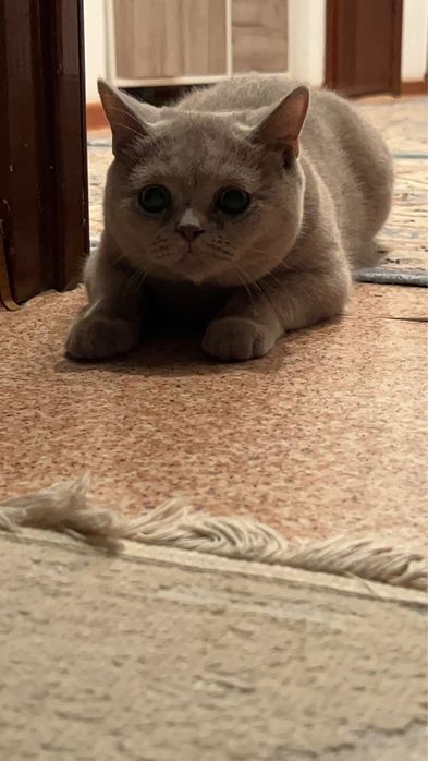 британская кошка