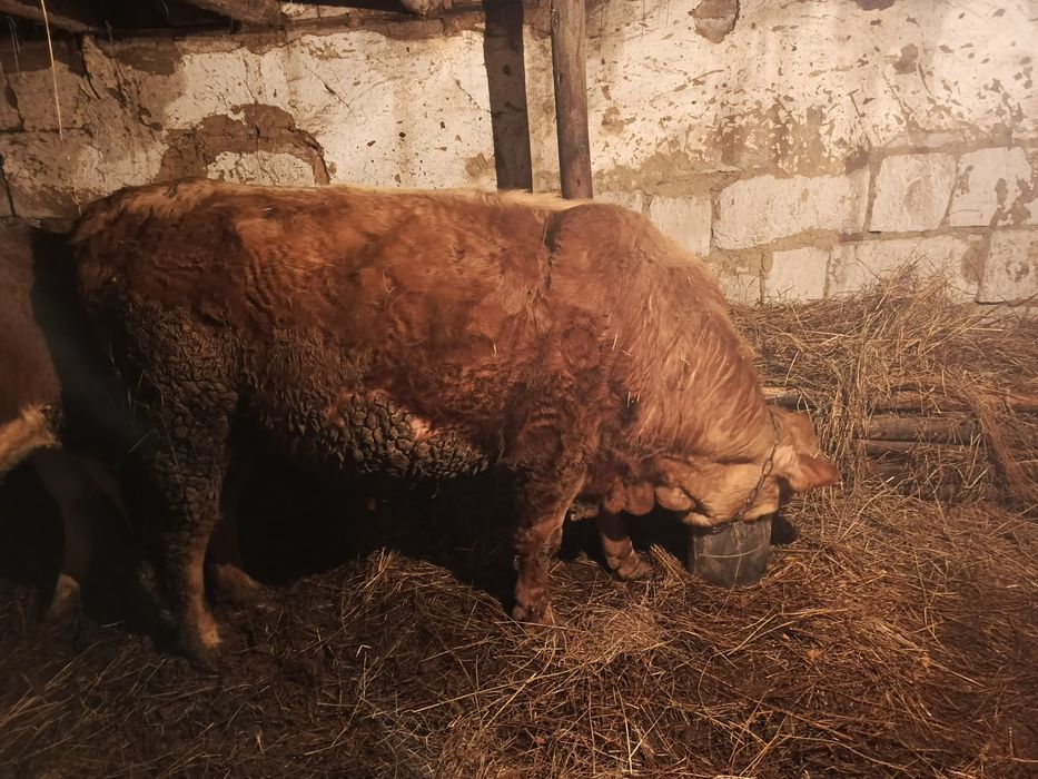 Продам быка трёх годовалого