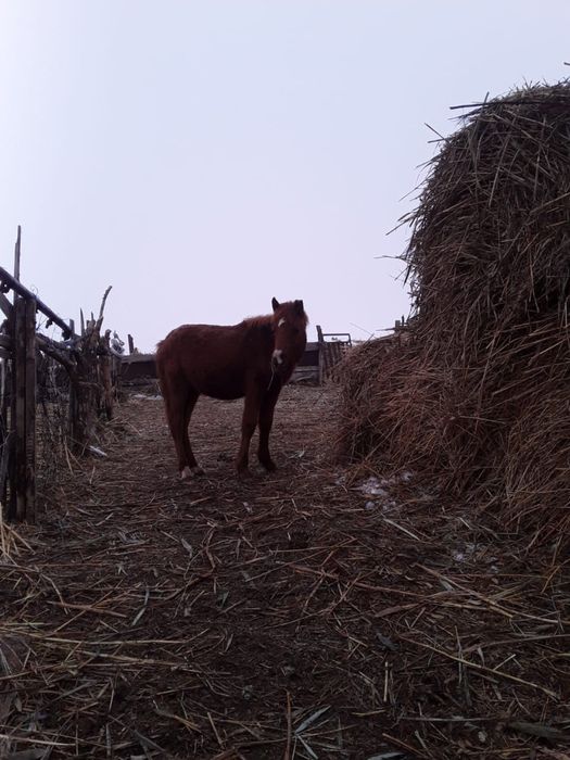 бие жабагысымен бие буаз