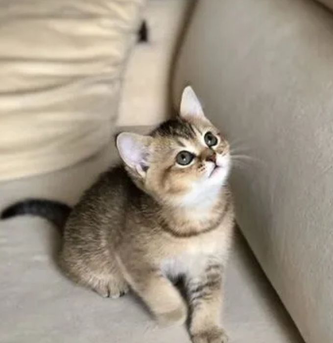 Котята шиншиллы Алматы