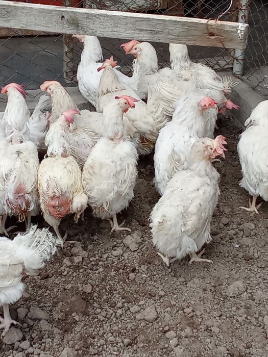 Куры несушки продам тауык