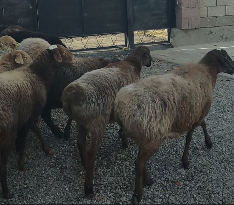 Ешкі қойлар сатыдады