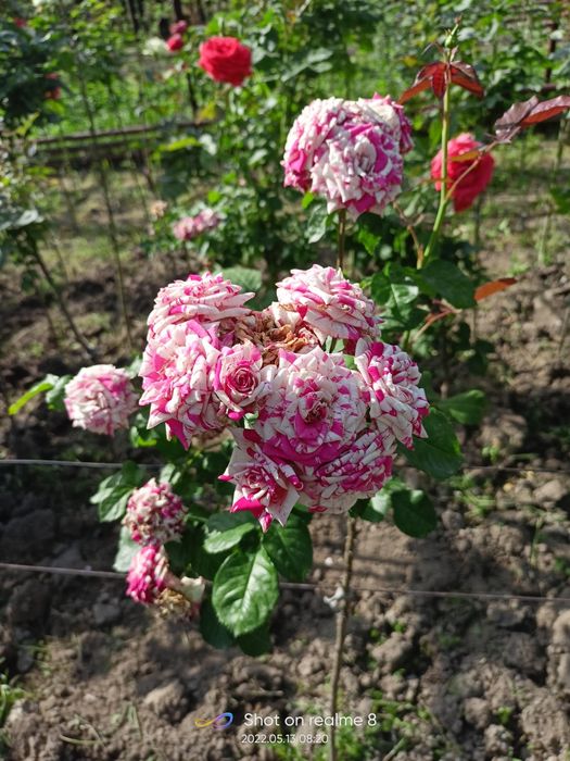 Shtampoviy atirgullar