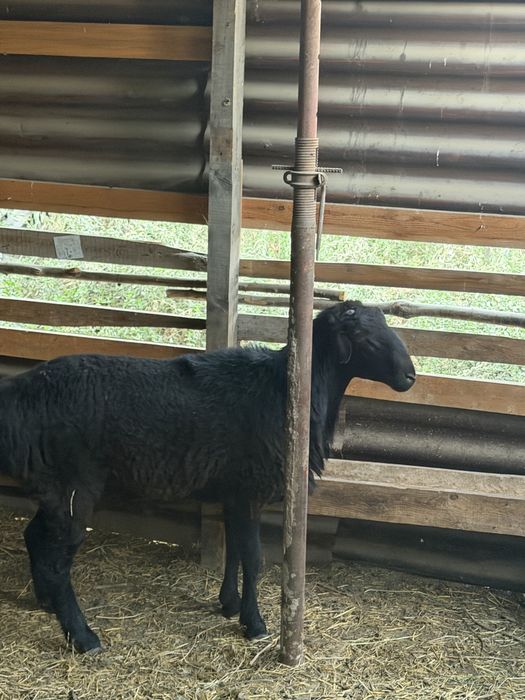 Продам племенного Барана