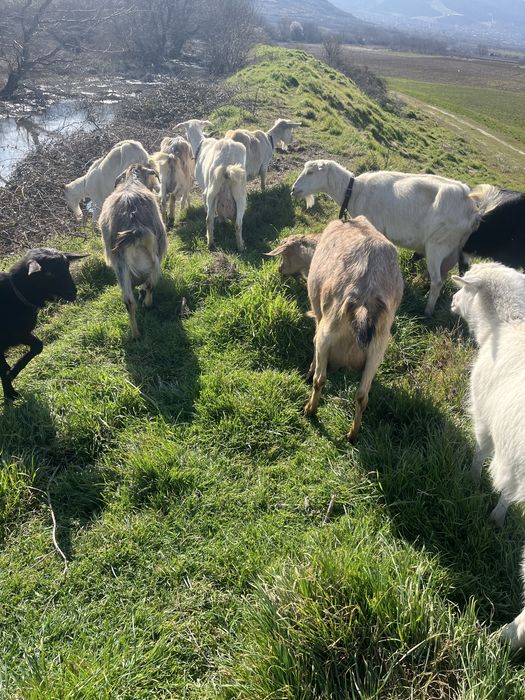 Продавам млечни кози