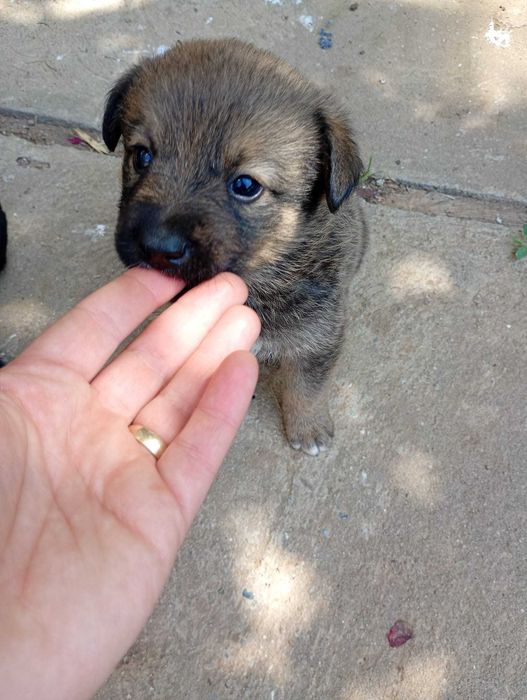 Catelusi pentru adoptie