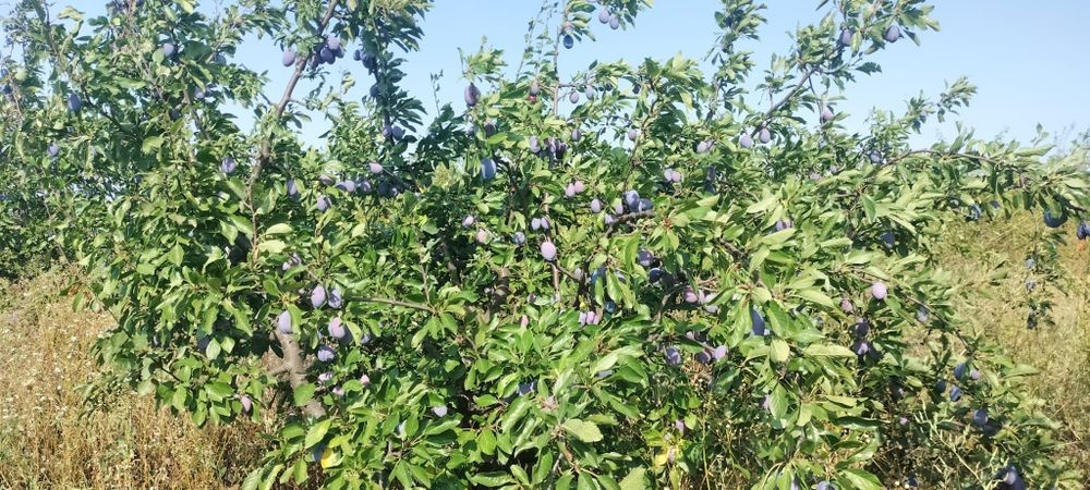 Prune de vanzare
