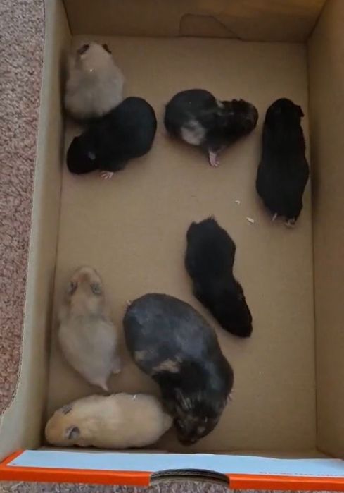 Hamsteri Sirieni Constanta