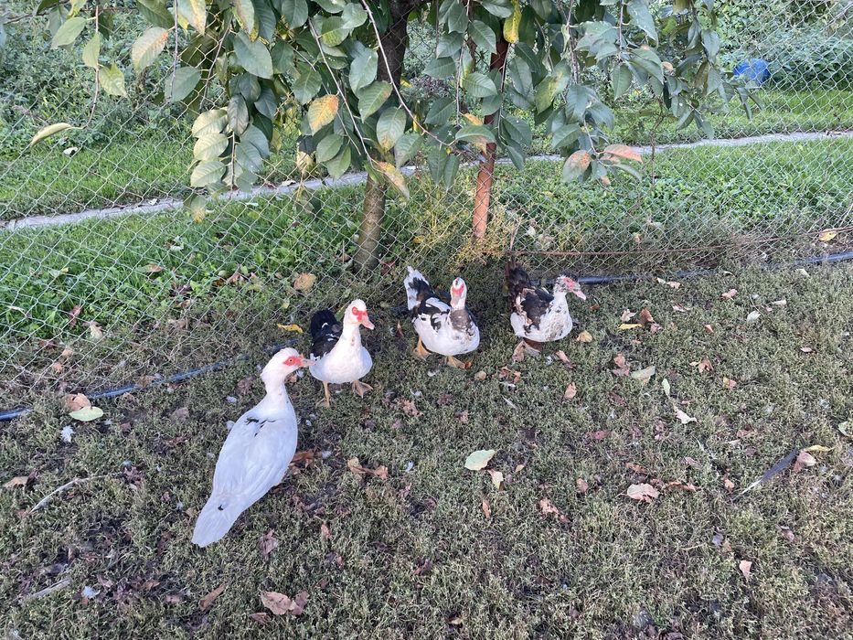 rate mute diferite marimi