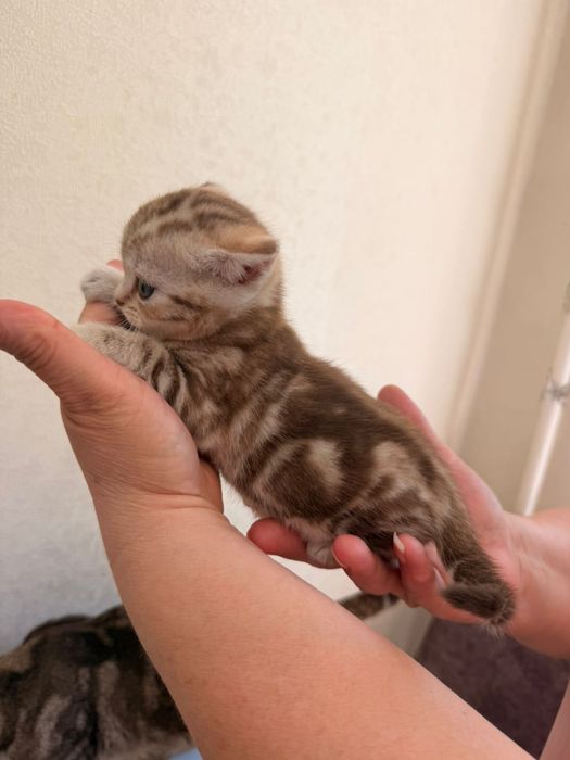 Продам шотладских котят