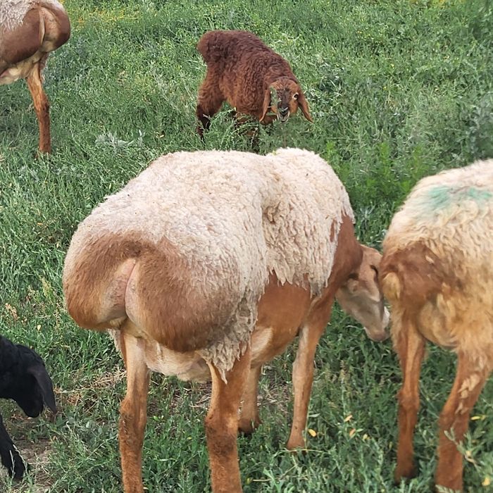 Продам 6 голов Арашан