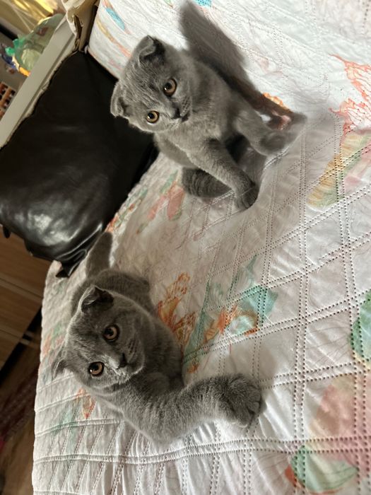 Puiuti scottish fold