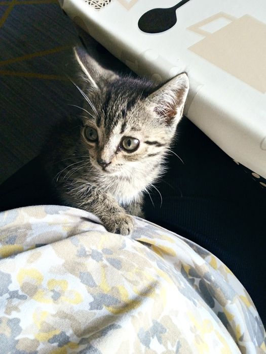 отдам котят в хорошие руки