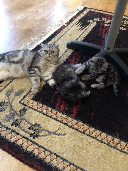 Котята скоттиш-фолд