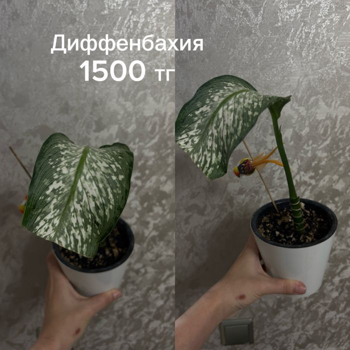 Разные комнатные цветы