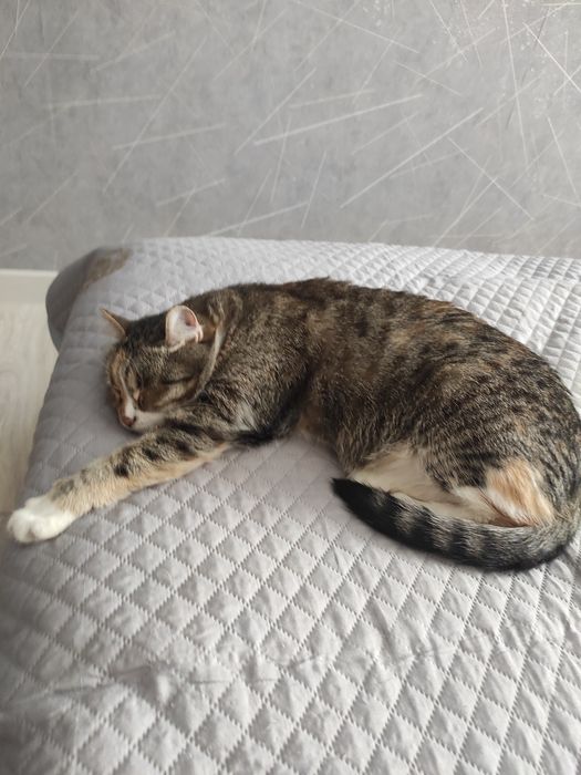 Отдам кошек в хорошие руки