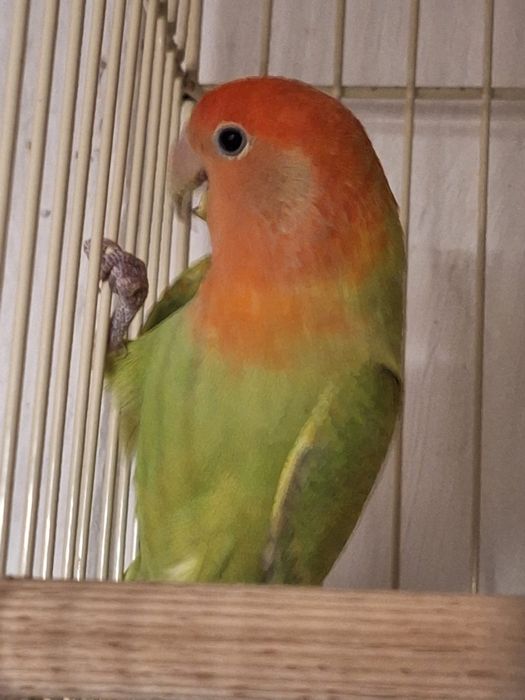 Pereche papagali Agapornis + colivie și cuib.