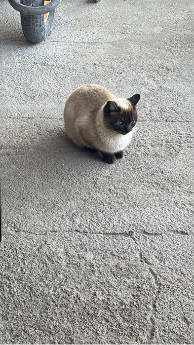 Отдам в добрые руки.