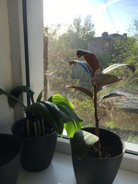 Продам цветы домашние