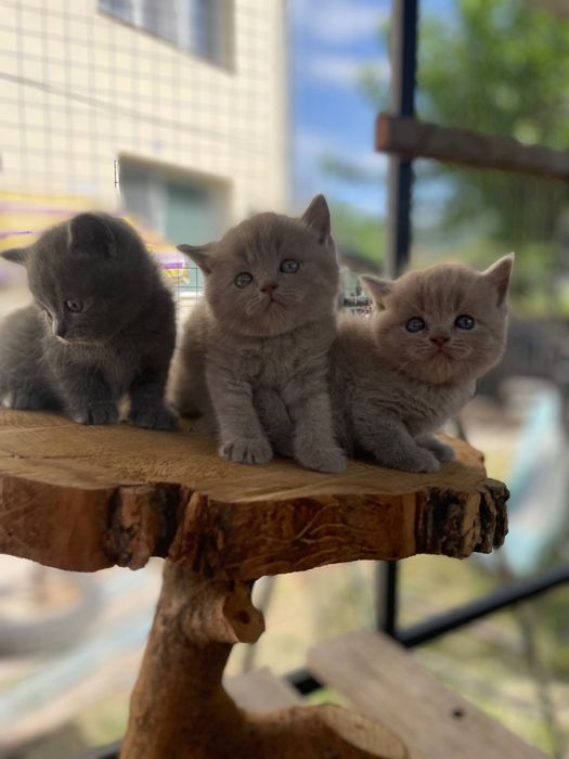 Британски късокосмести котета