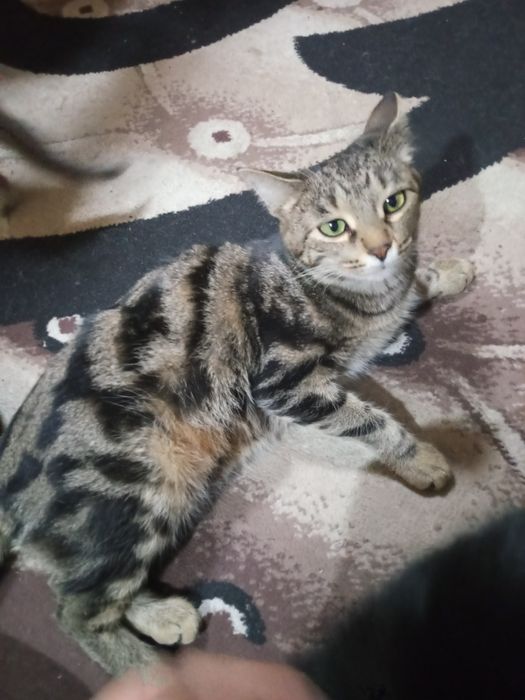 мушуклар сотилади