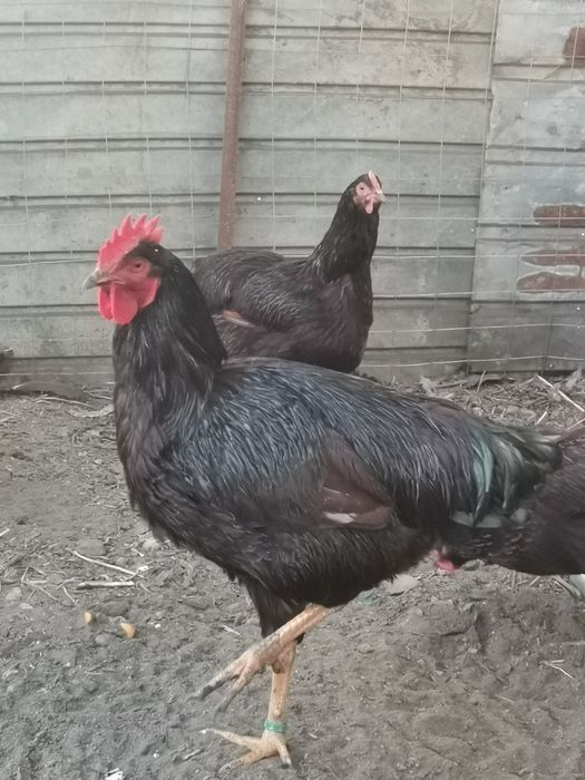 Oua incubat wyandotte, rhode island wyandotte pitic, cochinchina pitic