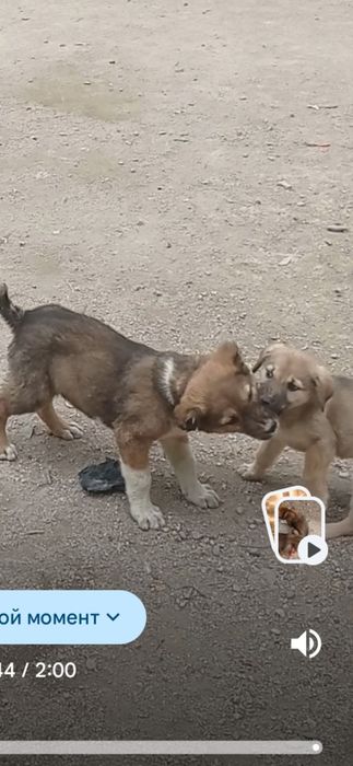 Отдам собачки хорошие руки