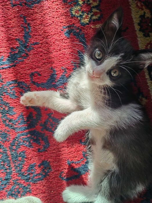 Отдам котят, в добрые руки