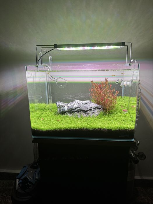 Aquascape profesional / Acvariu