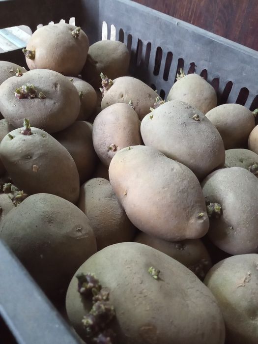 Семенной  картофель картошка