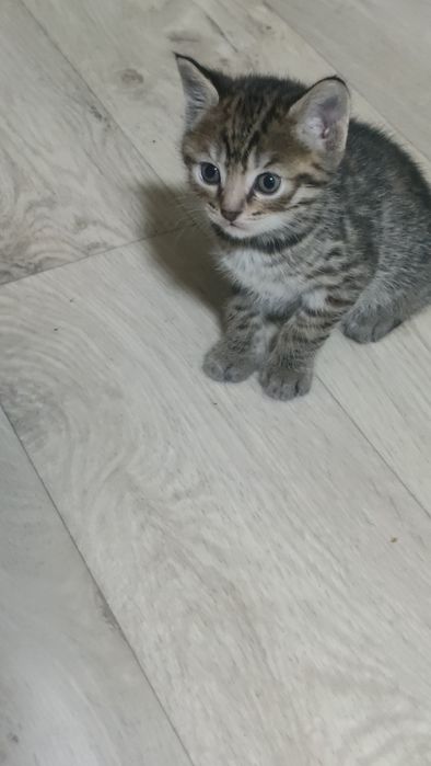 Отдам котят (все девочки)