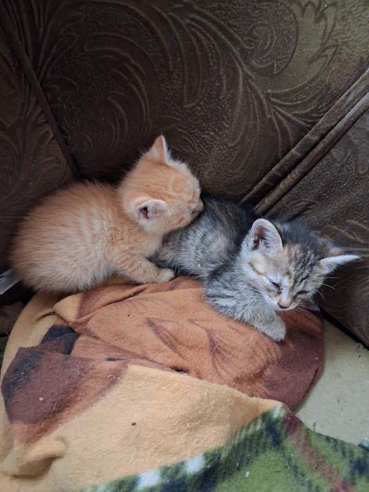 Котята крыс в доме не будет