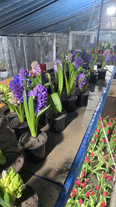 Продам  гиацинты